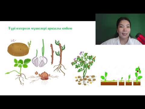 Видео: ТЕГІН САБАҚ №2 | КӨБЕЮ ПРОЦЕСІ | ТЕСТ ТАЛДАУ
