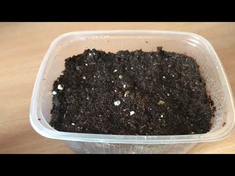 Видео: Ленивый газон. Мшанка из семян. Первый месяц после посева