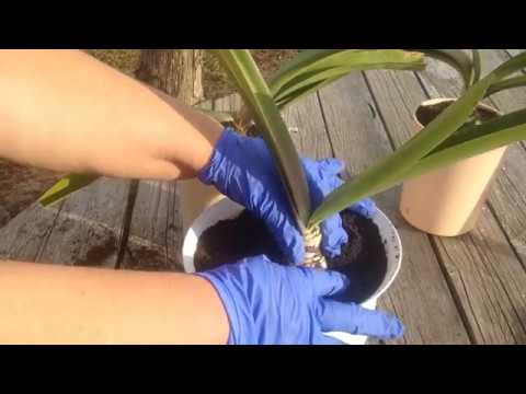 Видео: Гиппеаструм. Выкопка и уход.