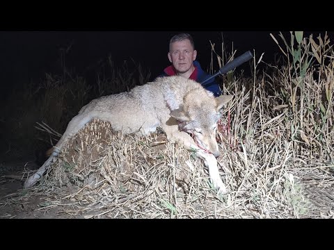 Видео: ОХОТА на ВОЛКОВ,добыта врослая ВОЛЧИЦА,ставим капканы,volf hunting
