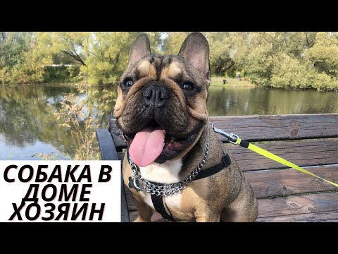 Видео: Собака в доме хозяин? Французский Бульдог Босс