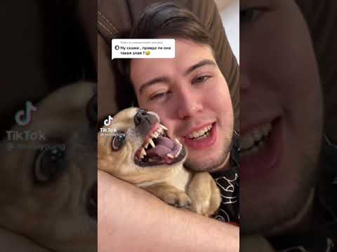 Видео: ~🥥парень и чихуахуа🥥~спасибо за 21 подписчиков