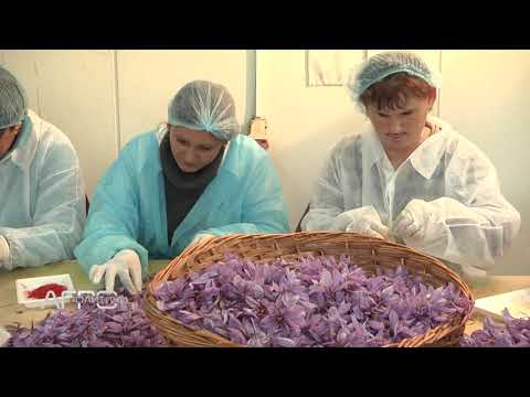 Видео: Агрополитики: Проблемите при производството на шафран у нас, автор: Светлозара Димитрова