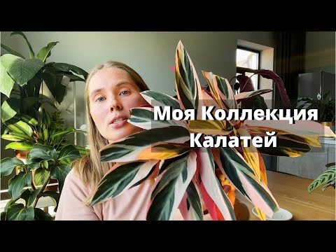 Видео: Обзор комнатных растений. Моя коллекция калатей.