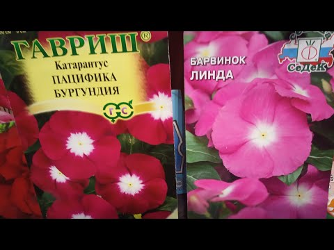 Видео: 🌺Правильная посадка катарантуса семенами.Что нужно учесть? Мои ошибки.