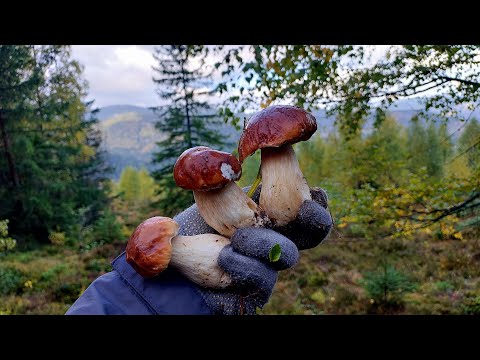 Видео: КАРПАТИ. ВИСОКОГІР'Я. ОСІННІ БІЛІ КНУЛИСЬ МАСОВО.!!!
