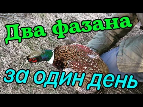 Видео: 2 ФАЗАНА в один день! Как поймать фазана. Охота БЕЗ ружья