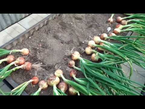 Видео: Лук из семян за один сезон(Эллан,Падишах,Эксибишен).