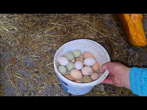 Видео: Как заставить кур нестись зимой? Чем кормить кур? Почему куры не несутся зимой?