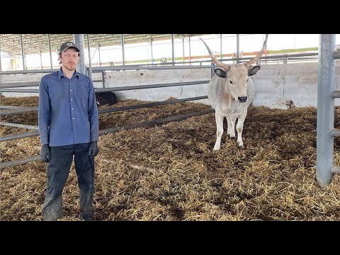 Видео: РАСЧИСТКА КОПЫТ У КОРОВ РАЗНЫХ ПОРОД В ЗООПАРКЕ