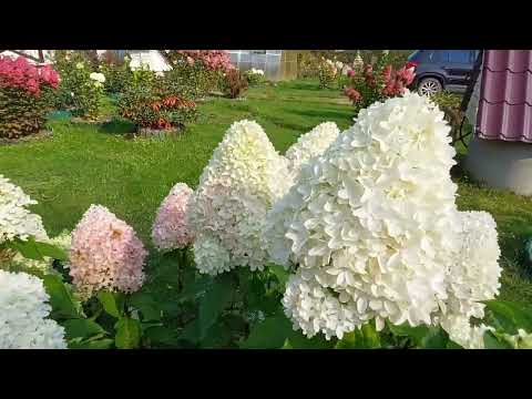 Видео: Метельчатые гортензии 17 сентября 2024 г.