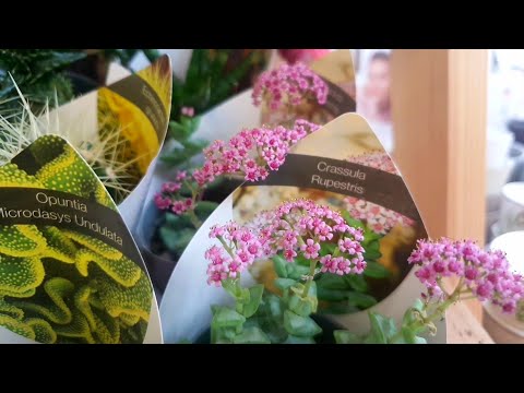 Видео: МИКСЫ КАКТУСОВ И СУККУЛЕНТОВ В ОБИ🌵(Много маленьких новинок)🪴🌿☘