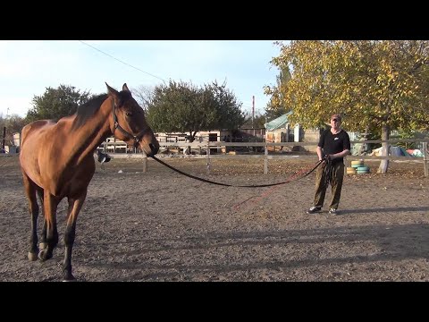 Видео: Работа лошади на корде.Советы новичкам.Horse work on the lane. Advice for beginners.