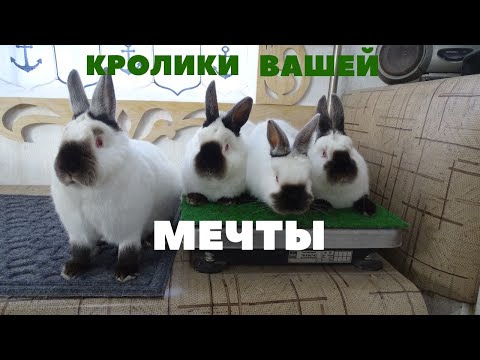 Видео: Улучшенный вариант Калифорнийских кроликов