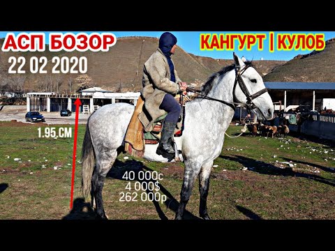 Видео: АСП БОЗОРИ КАНГУРТ ВА КУЛОБ АСПХОИ БУЗКАШИ, horse, огромных лошадей — весят больше тонны.22 02 2020