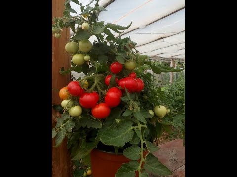Видео: БАЛКОННЫЕ ПОМИДОРЫ-ПЛОДОНОШЕНИЕ!