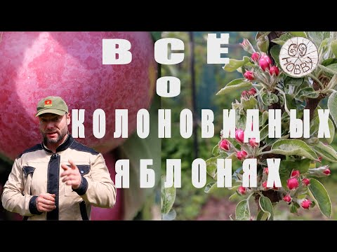 Видео: ВСЁ, ЧТО ВЫ ХОТЕЛИ ЗНАТЬ о КОЛОННОВИДНЫХ ЯБЛОНЯХ! И даже больше! Нюансы посадки и ведения!