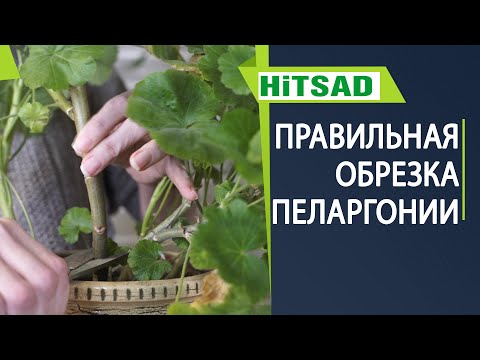 Видео: Как обрезать Пеларгонию для пышного цветения ☘ Обрезка Герани на зиму