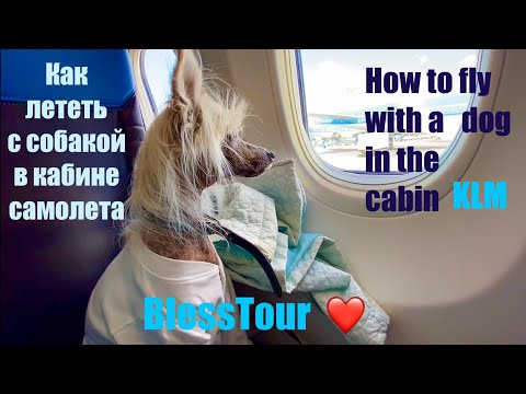 Видео: Выпуск 10 How flight with dog in cabin KLM . Как лететь с собакой в кабине самолета