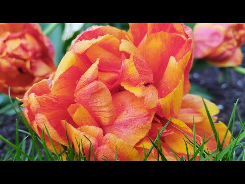 Видео: 21 мая. Утро 🌷. Прогулка 🐈‍⬛🌷🐈