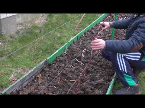 Видео: Виноград .Обрезка винограда 2 года-легко и быстро.