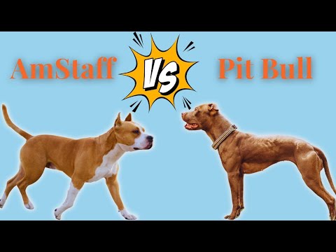 Видео: Нет, амстафф — это НЕ питбуль.