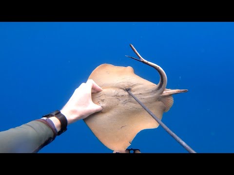 Видео: Охота на морского кота или ската хвостокола и как его готовить