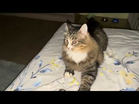 Видео: Вітаю із осінньою неділею