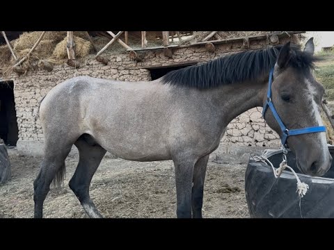 Видео: Жакшы өспүрүмдөр чыкты