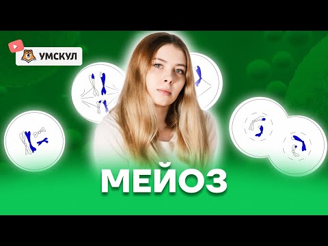 Видео: Мейоз | Биология ЕГЭ 10 класс | Умскул