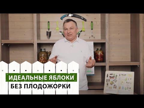 Видео: ИДЕАЛЬНЫЕ яблоки без плодожорки