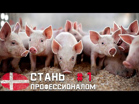 Видео: Всё о СВИНЬЯХ от А до Я. PRO Курс свиновода из ДАНИИ #1