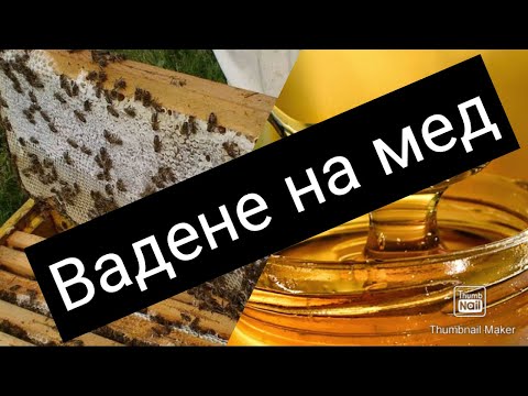 Видео: Вадене на мед 2024г