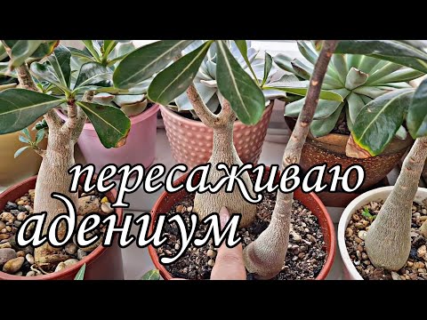 Видео: Пересаживаю адениумы. Как нарастить каудекс? #adenium