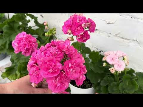 Видео: Ю-Сакура, Мара-Чаровница и Розовая жемчужина. Обзор сортов. С кем-то придется расстаться.