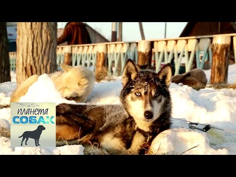 Видео: Камчатская ездовая собака. Планета собак 🌏 Моя Планета