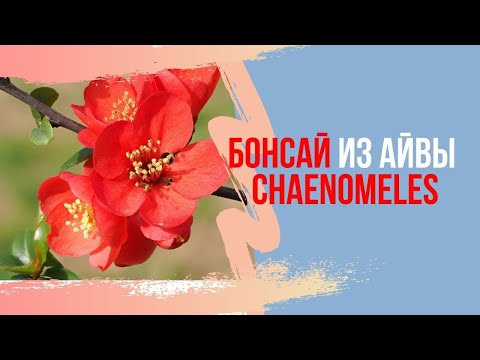 Видео: Бонсай хеномелес(Chaenomeles) Бонсай из айвы. Советы по уходу.