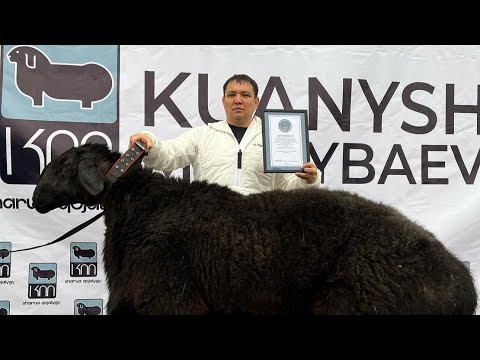 Видео: КХ”Куаныш” Хозяйства Куаныша Мыктыбаева🇰🇿🤝🇺🇿🎥📲🏅