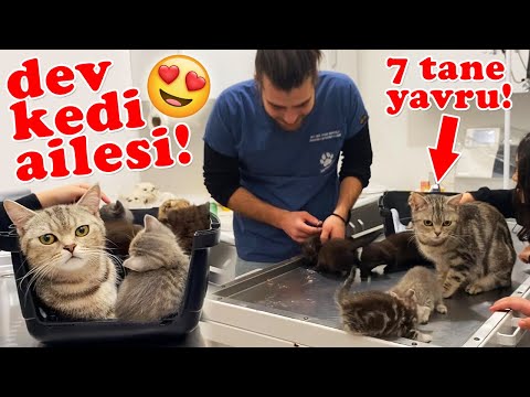 Видео: БОЛЬШАЯ СЕМЬЯ КОШЕК! Мамочка с 7 младенцами! 😍 #TheVet