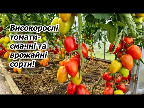 Видео: Урожайні та смачні- огляд високорослих томатів в нашій теплиці!