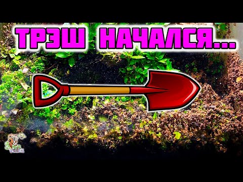 Видео: Трэш начался ● Природный формикарий ● Odontomachus bauri