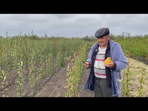 Видео: Обзор осеннего сорта груши Бера Дюрандо.