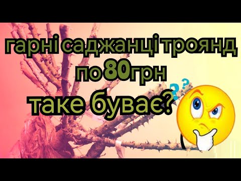 Видео: Огляд посилки з "Троянди з Леськове" 🌹Троянди по 80гр👍дякую, що порадили цей розплідник 🥰