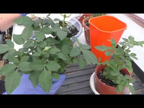 Видео: Роза Кордана. Как правильно выбрать хороший экземпляр и дальнейшие действия с цветком