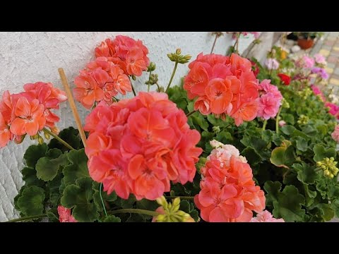 Видео: Обзор моих пеларгоний. Зачётные сорта! Большие цветы, яркие расцветки. Продажа срезов и ук. черенков