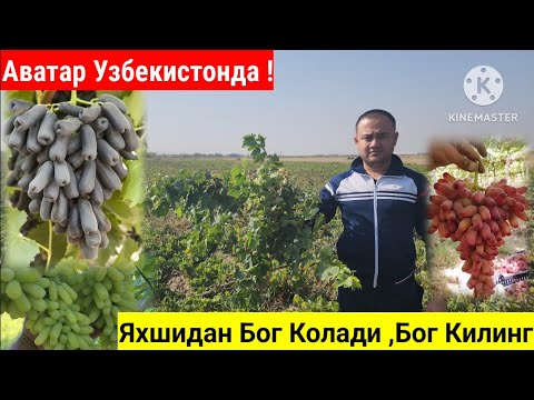 Видео: Аватар,Ломбарджини,Маникур Фингер,Хеллоен Узум Кучатлари Сотувга Таййор.