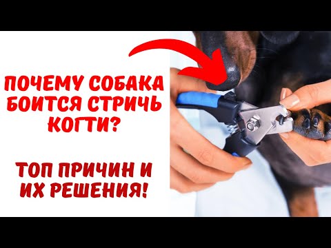 Видео: Почему собака не дает стричь когти? Что делать? Топ частых причин и их решение.