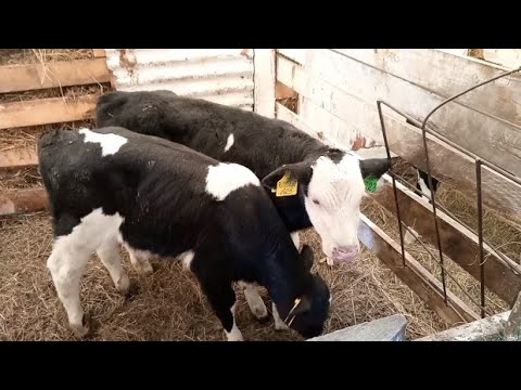 Видео: Новая порода на хозяйстве/Приехала первая партия бычков