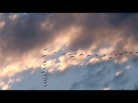 Видео: ЭДУАРД ДАУРОВ, ЖУРАВЛИ (на осетинском языке)