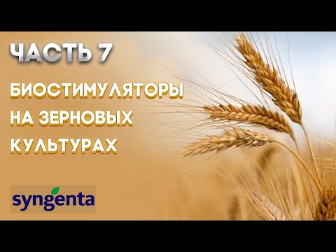 Видео: | ЗЕРНОВЫЕ ЧАСТЬ 7 | Биостимуляторы на зерновых культурах. Об эффективности их применения. SYNGENTA